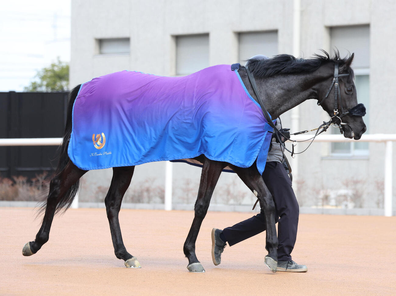 京都5R、新馬戦を制したエレガンスアスク（撮影・白石智彦）
