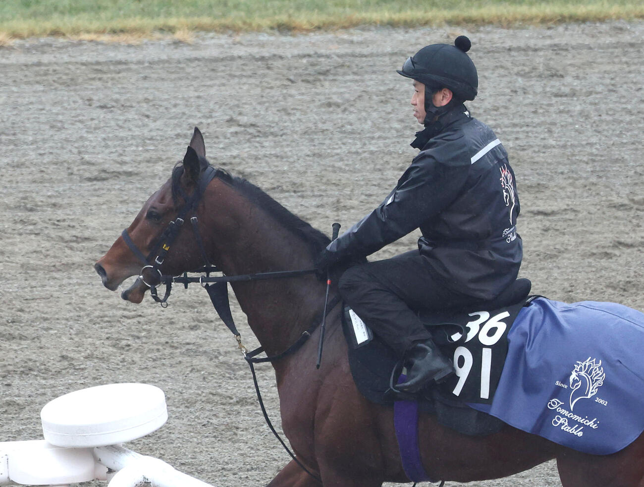 馬場入りするラヴェニュー（撮影・白石智彦）