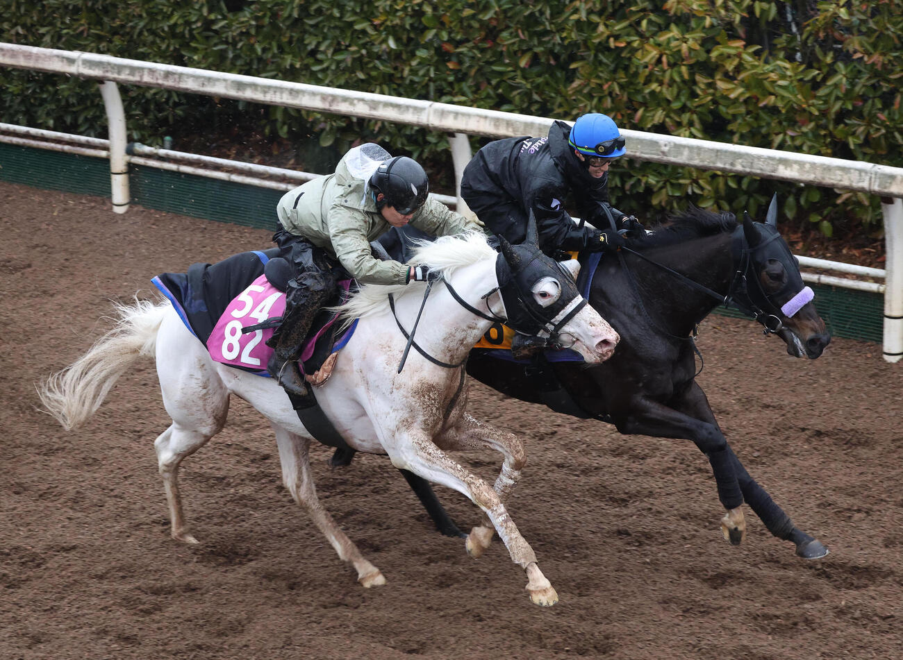 11日、坂路を併せ馬で追い切るマルガ（左）