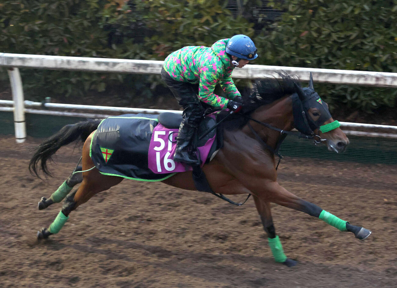 11日、泉谷騎手を背に坂路を単走で追い切るギャラボーグ
