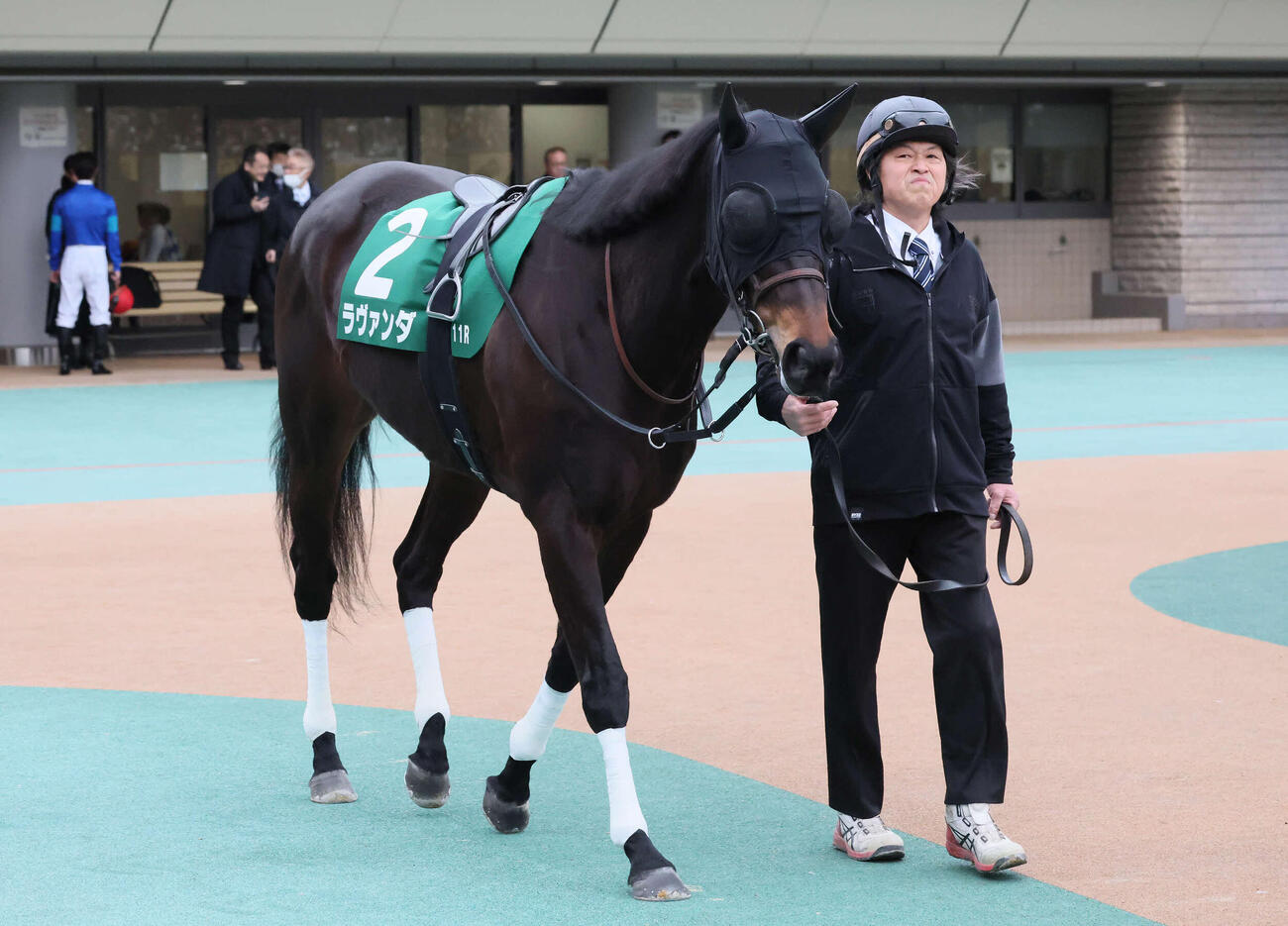 ラヴァンダ（2026年2月10日撮影）