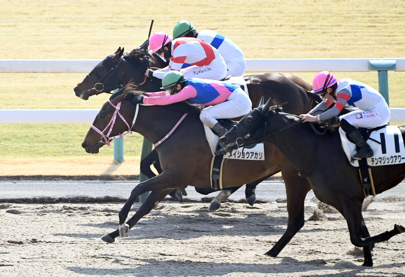 京都3R 3歳未勝利を制したメイショウアカリ（手前から2頭目）（撮影・石井愛子）
