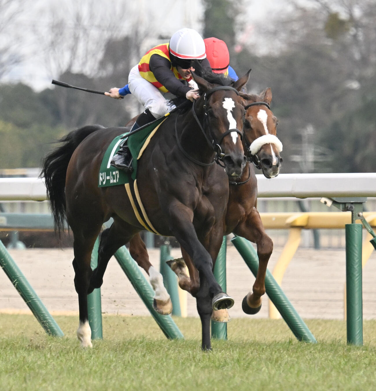 東京11R、デイリー杯クイーンCを制したドリームコアとルメール騎手（撮影・千葉一成）