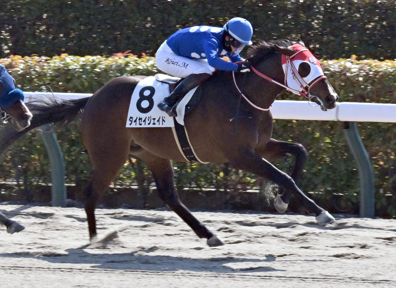 東京3R、3歳新馬戦を制したタイセイジェイドと松山騎手（撮影・千葉一成）