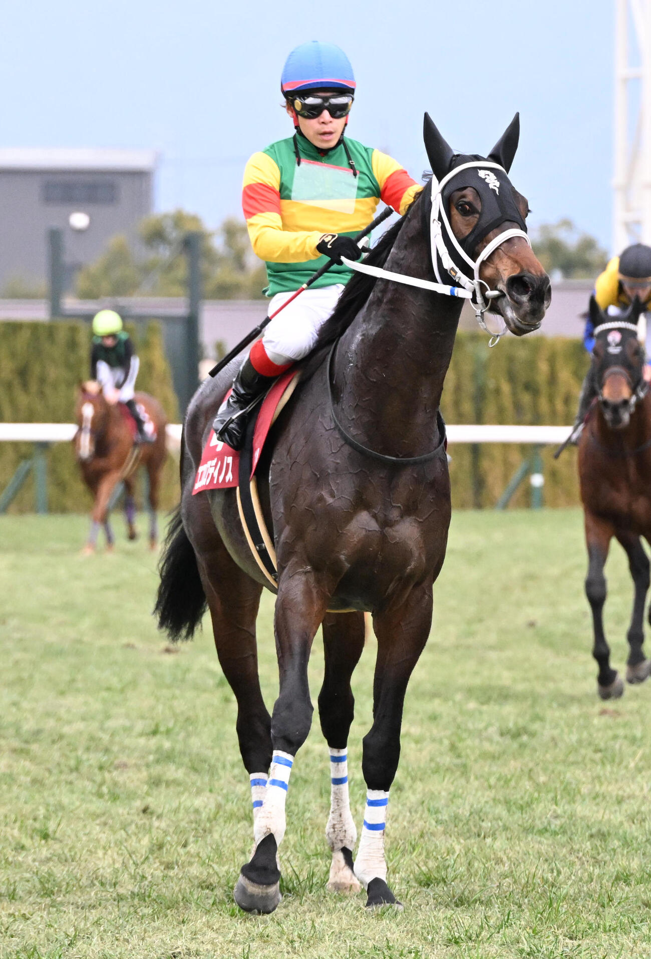 京都11R　京都記念3着のエコロディノス（撮影・石井愛子）