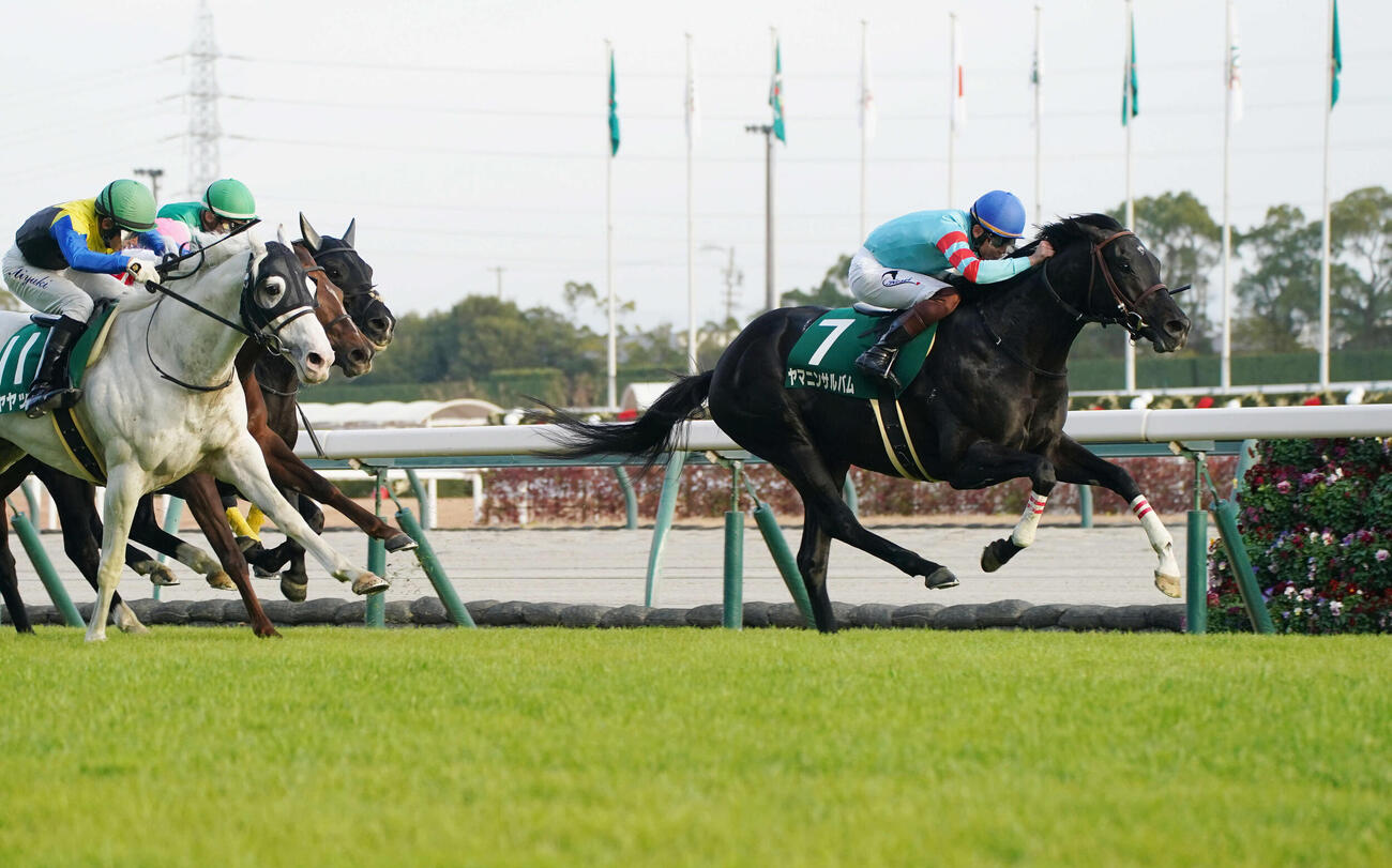 23年9月、中日新聞杯を制したヤマニンサルバム