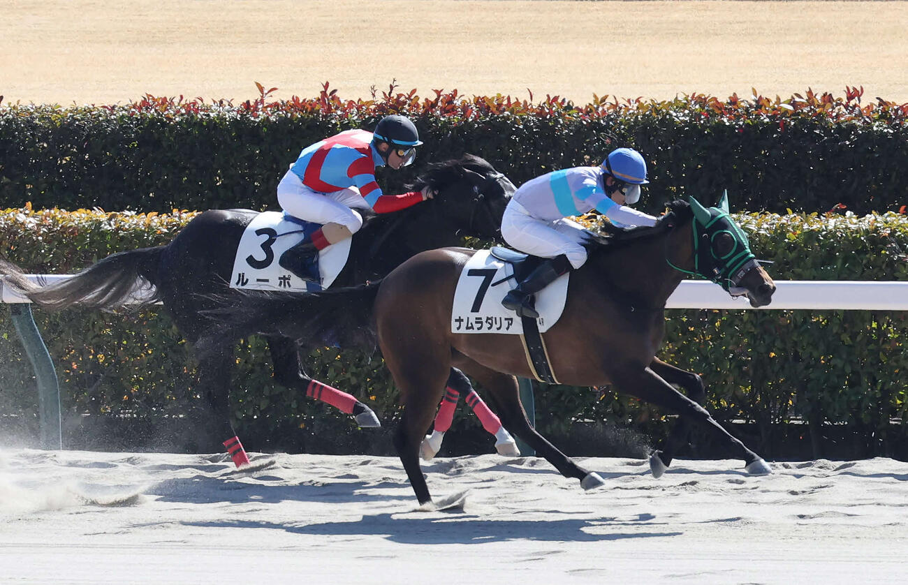 東京4R、3歳新馬戦を制したナムラダリアと原田騎手（撮影・丹羽敏通）