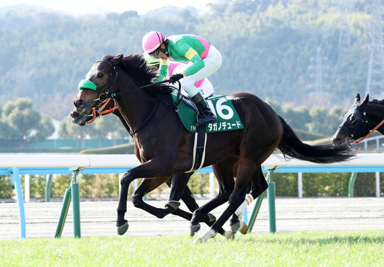 小倉大賞典を制したタガノデュードと古川吉洋騎手（撮影・鈴木正人）　