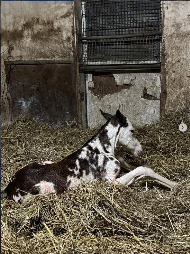 「ディアレストクラブ」公式インスタグラムから