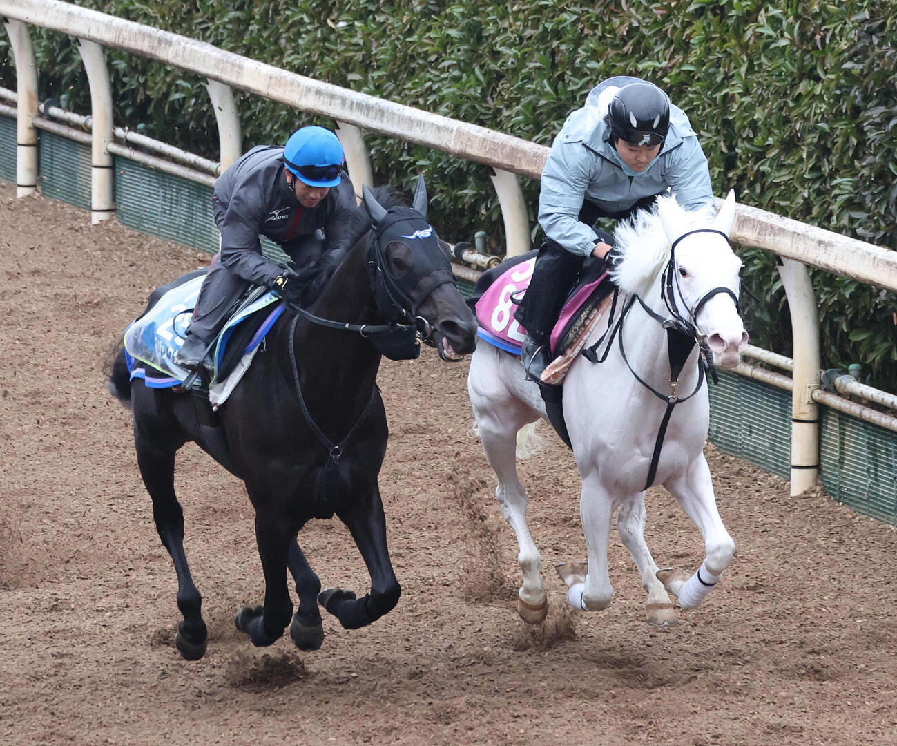 酒井騎手を背に坂路をマルガ（右）と併せ馬で追い切るマジックサンズ（撮影・白石智彦）
