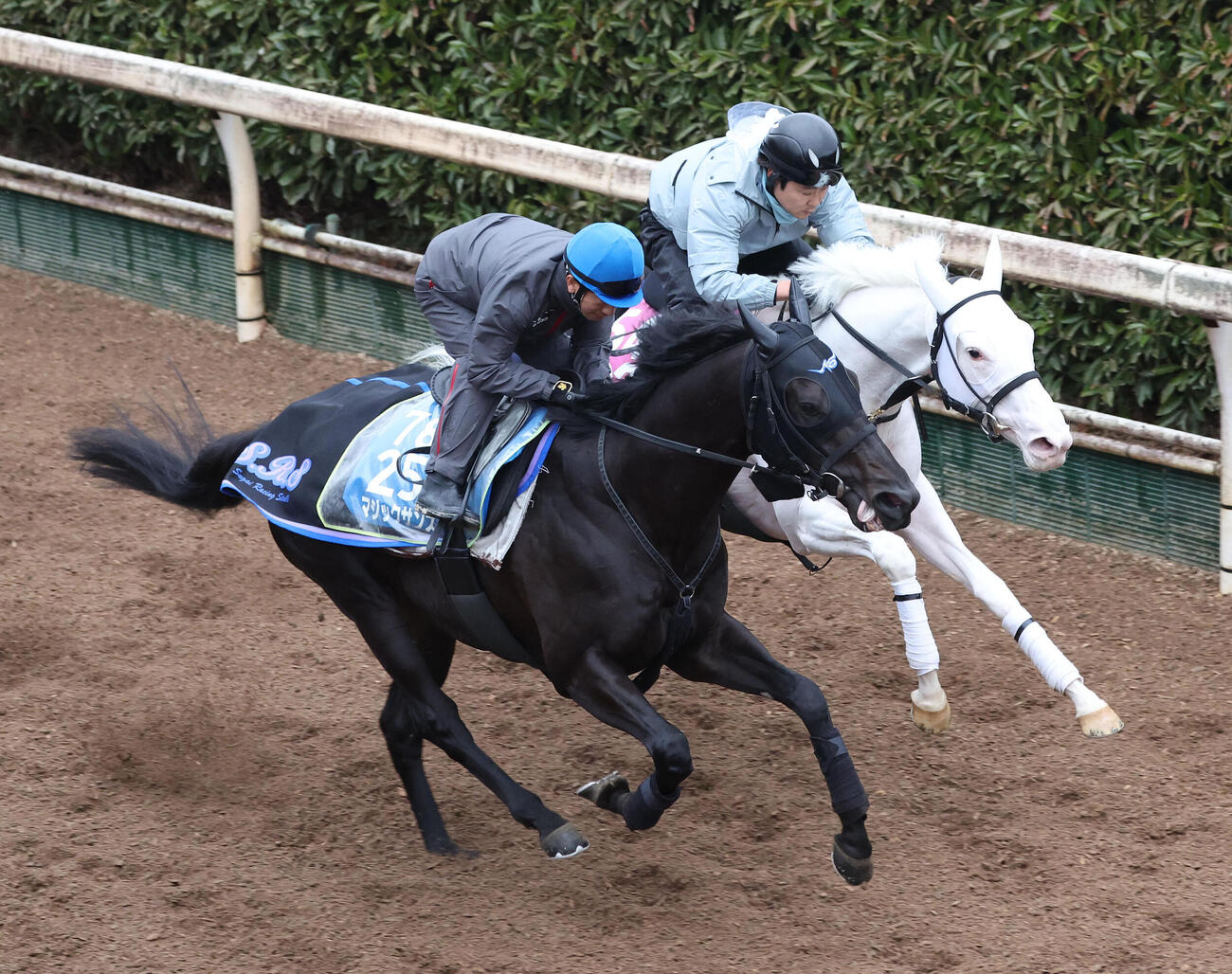 酒井騎手を背に坂路をマルガ（右）と併せ馬で追い切るマジックサンズ（撮影・白石智彦）