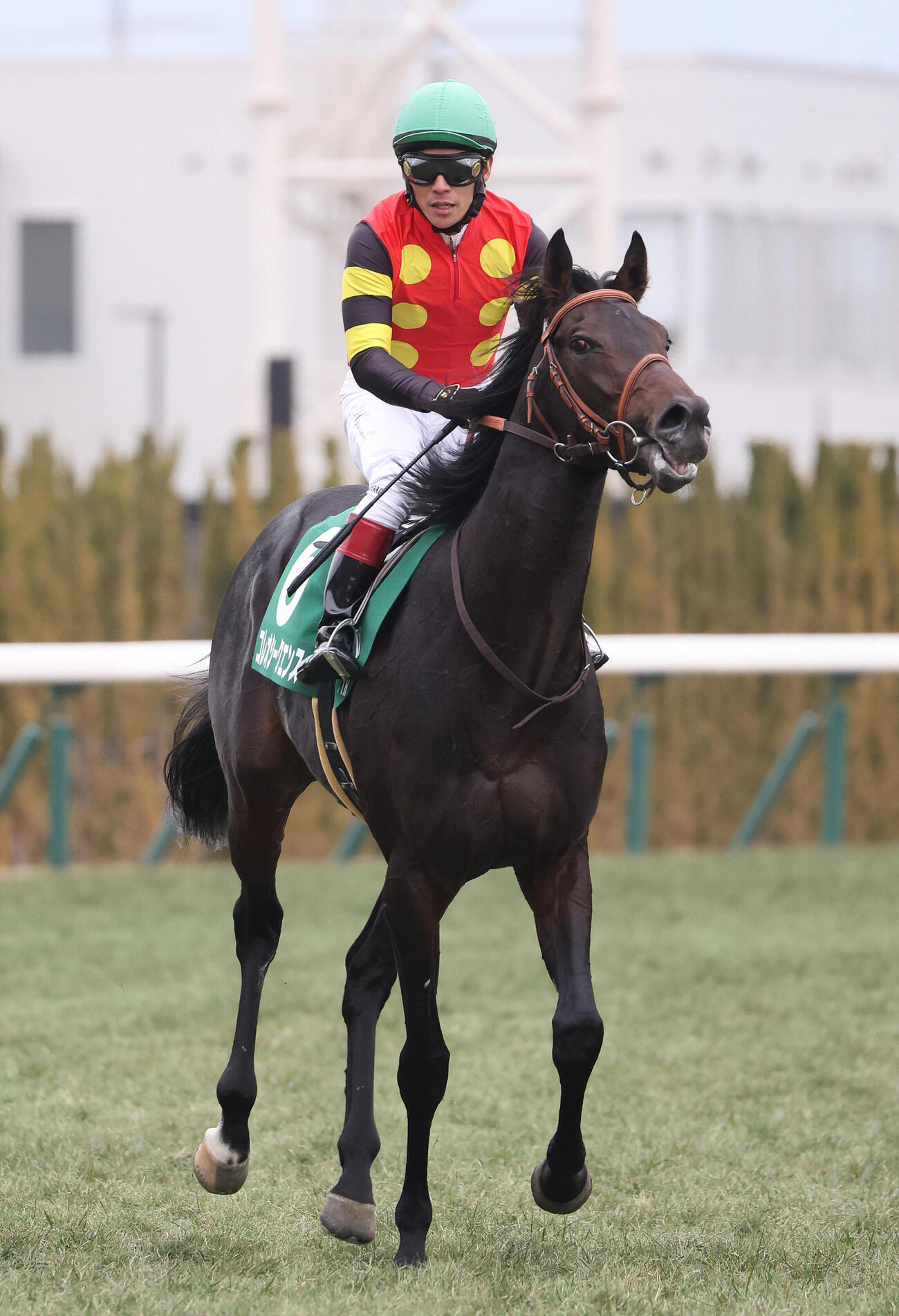きさらぎ賞、4着コレオシークエンス（2026年2月10日撮影）