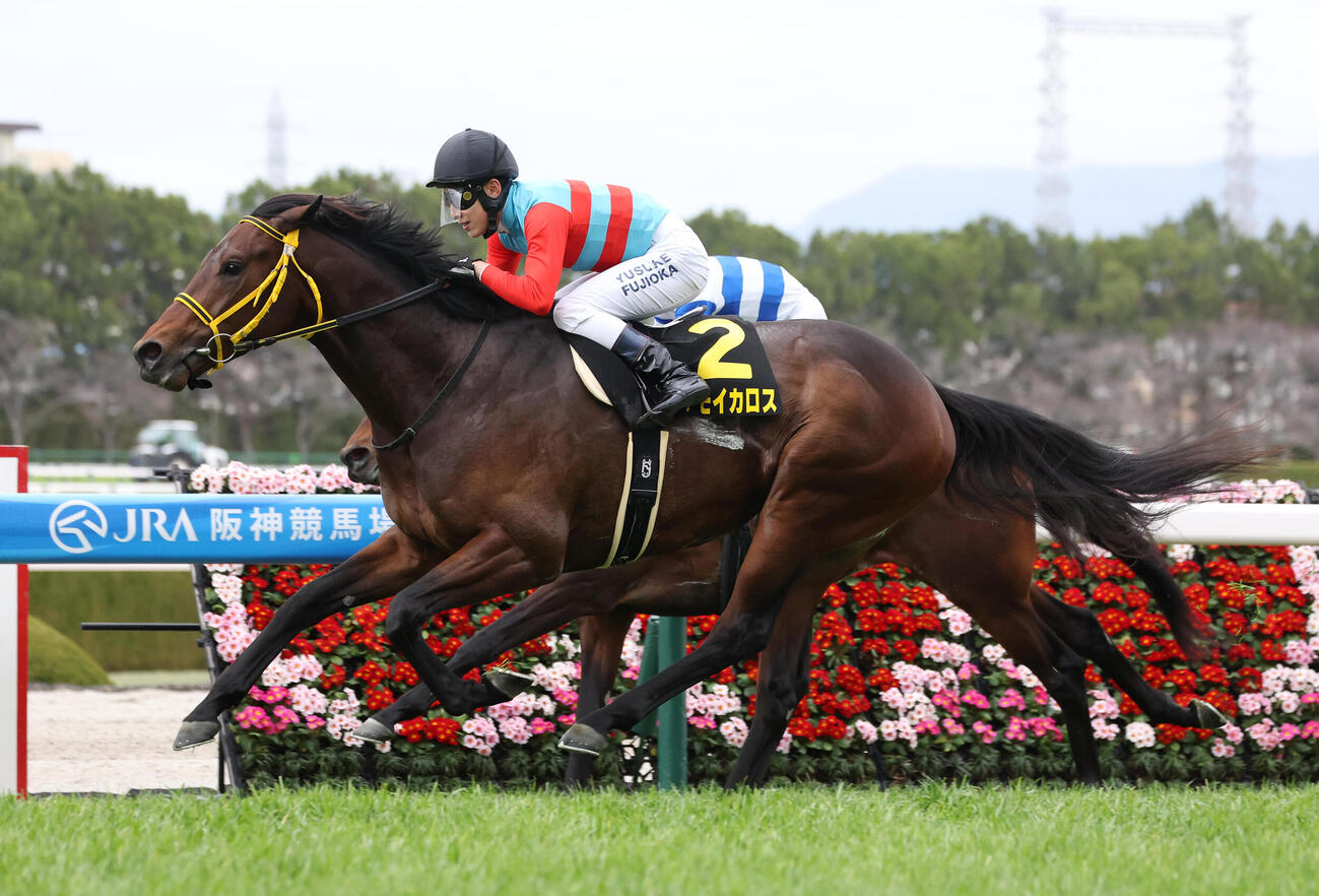 直線外から伸びてマーガレットSを制したタマモイカロス（撮影・白石智彦）