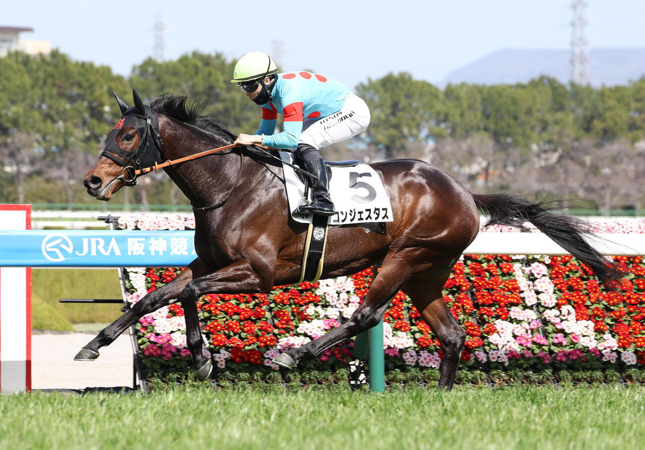 阪神6R、3歳1勝クラスを制したコンジェスタス（撮影・白石智彦）
