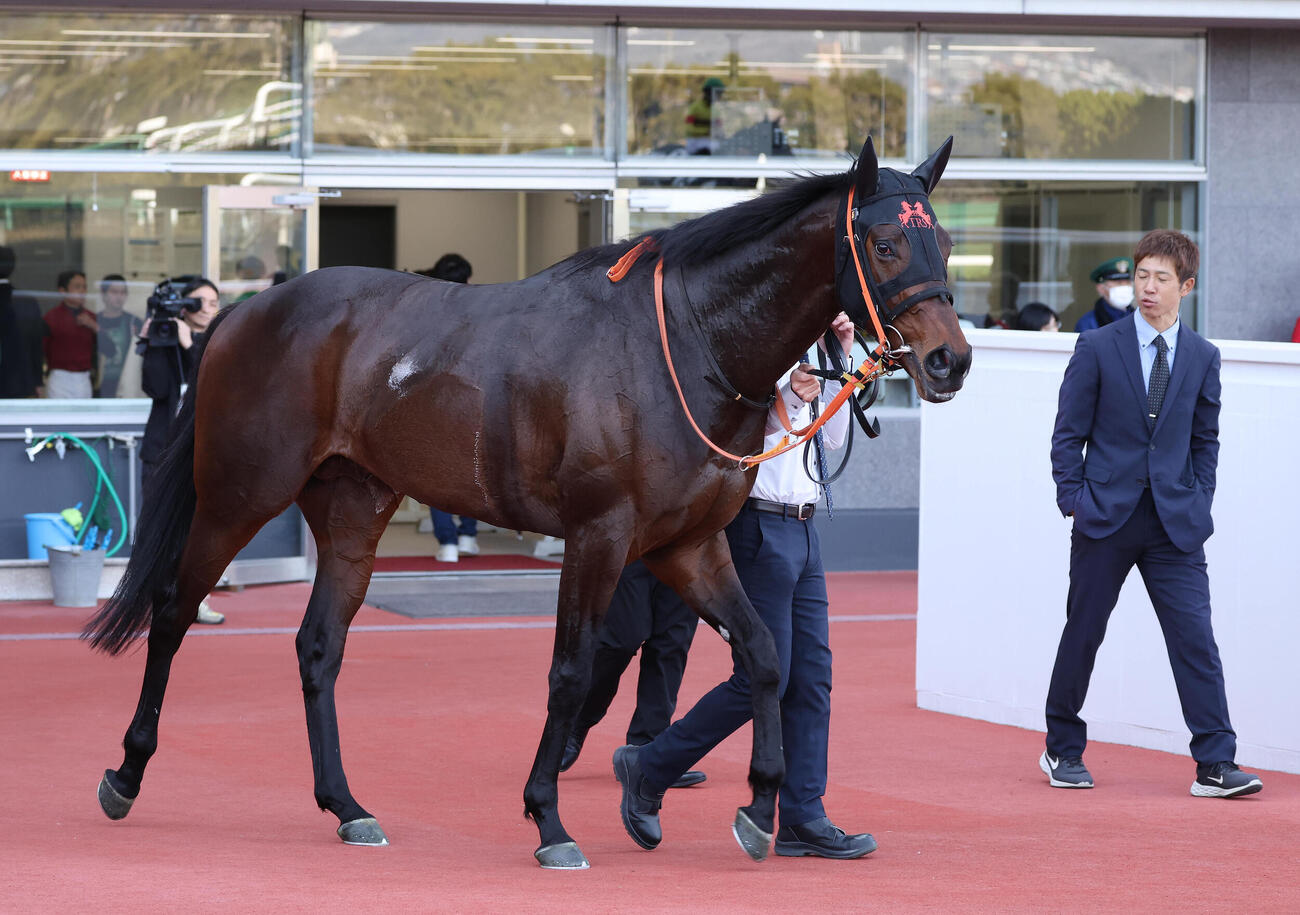 阪神6R、3歳1勝クラスを制したコンジェスタス（撮影・白石智彦）