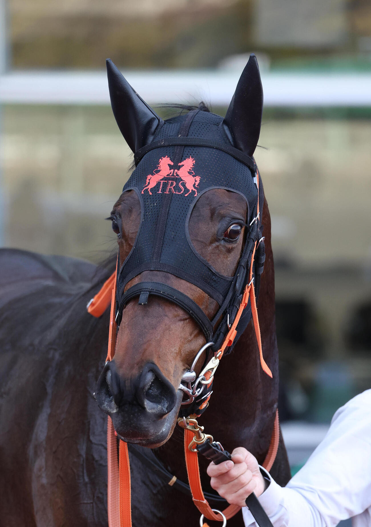 阪神6R、3歳1勝クラスを制したコンジェスタス（撮影・白石智彦）