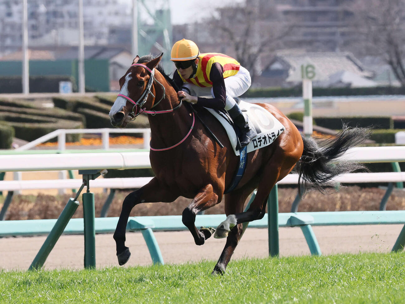 中山7R、3歳1勝クラスを制したロデオドライブと津村騎手（撮影・丹羽敏通）