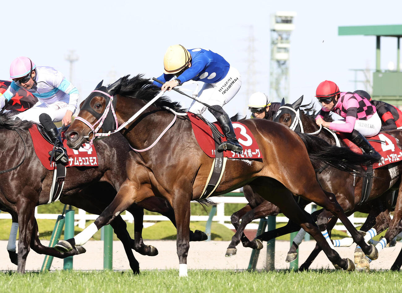 ゴール前差し切ってチューリップ賞を制したタイセイボーグ（撮影・白石智彦）