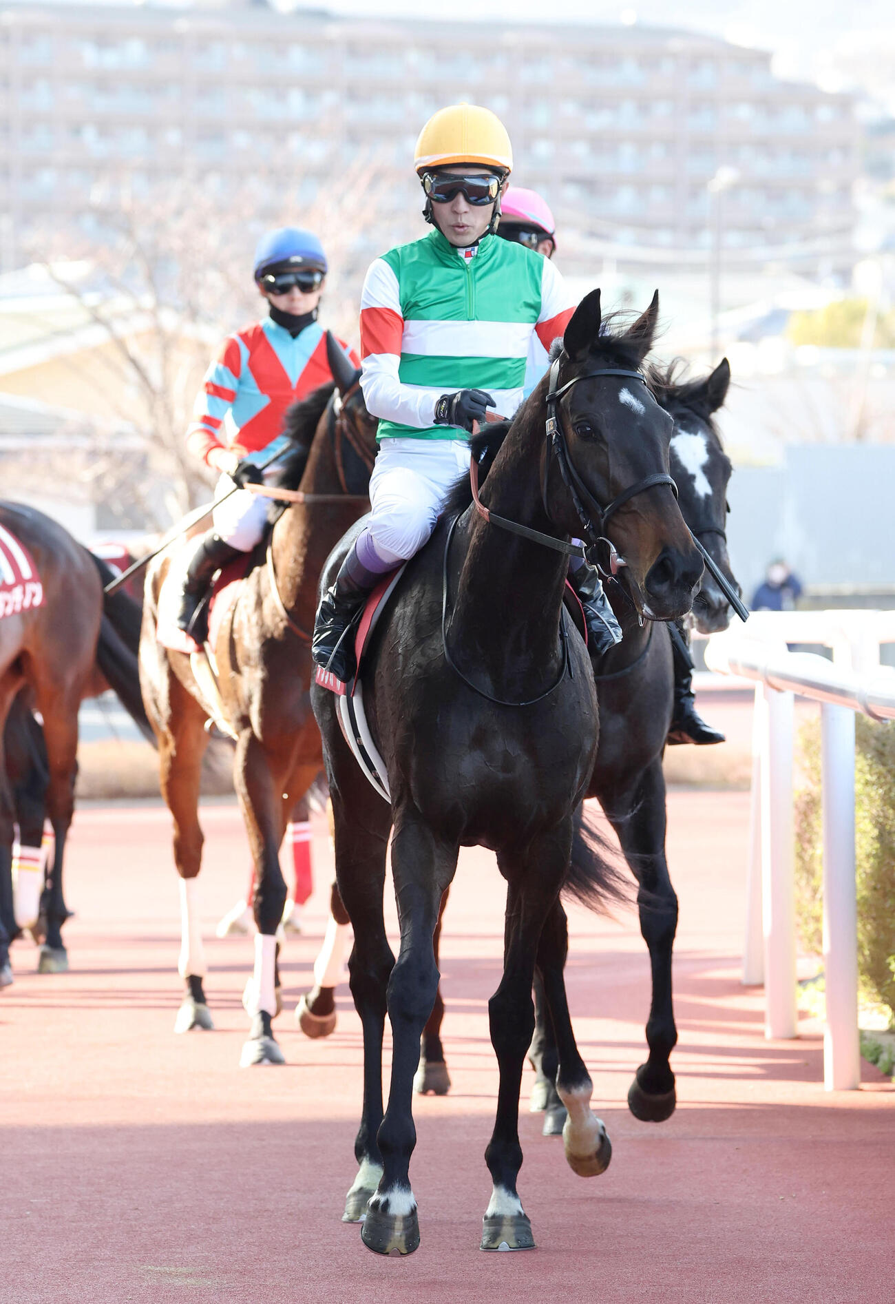 阪神11Rチューリップ賞、3着に入り桜花賞の優先出走権を獲得したアランカール（撮影・白石智彦）