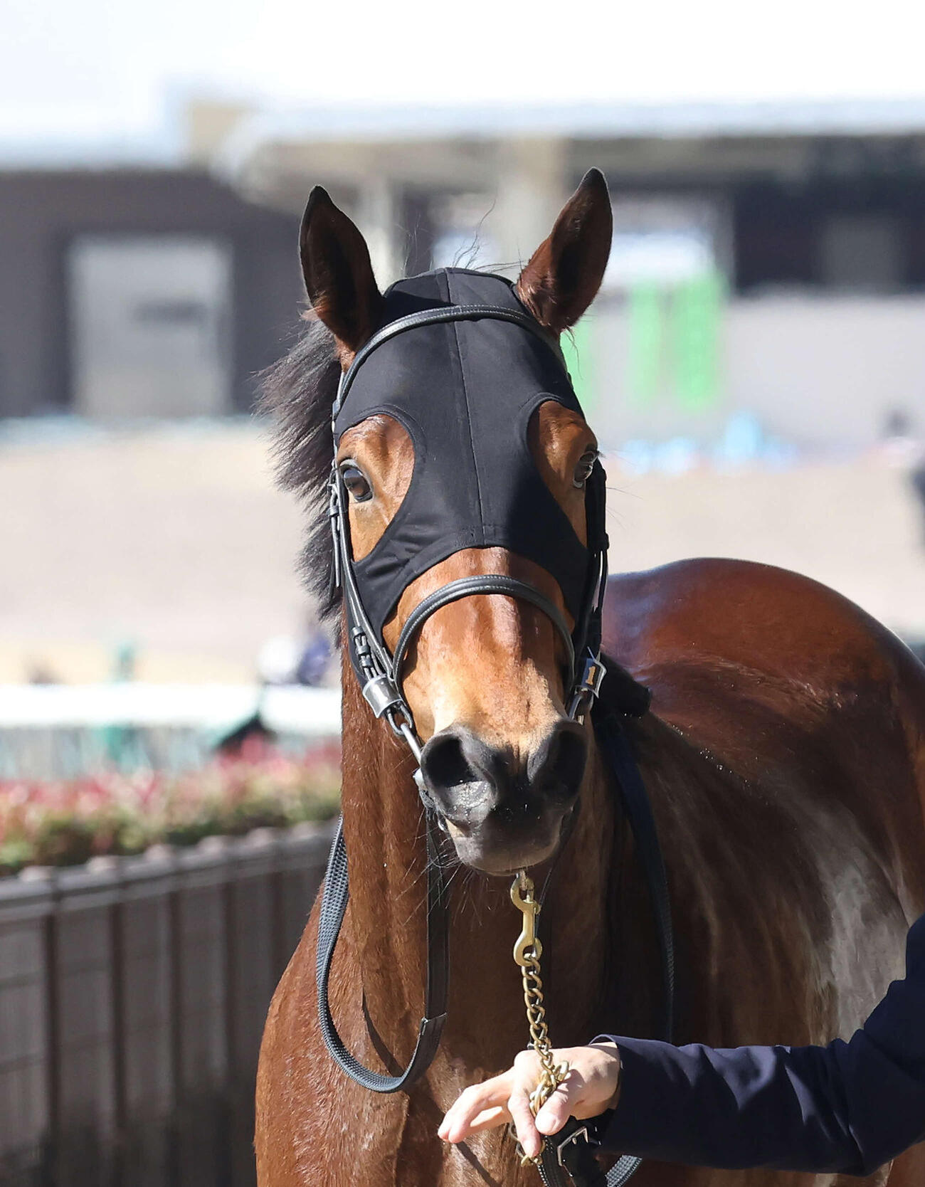 3歳1勝クラスを制したサマーゲール（2026年2月21日撮影）