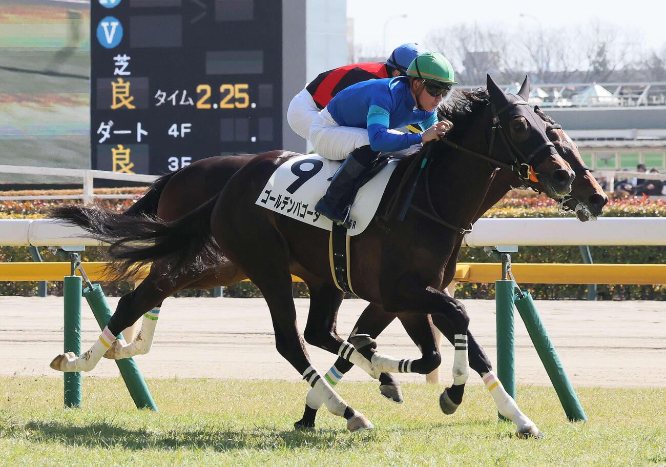3歳未勝利戦を制したゴールデンパゴーダ（2026年2月撮影）