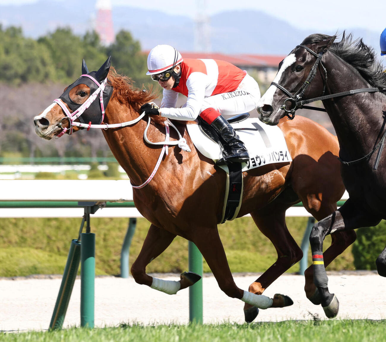 1日阪神5Rの3歳未勝利を勝ち上がったショウナンバンライ