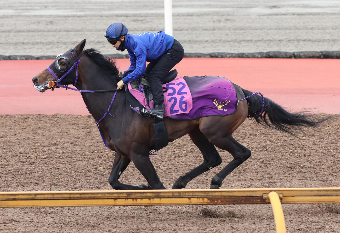 荻野極騎手を背にCウッドを単走で追い切るサンアントワーヌ（撮影・白石智彦）