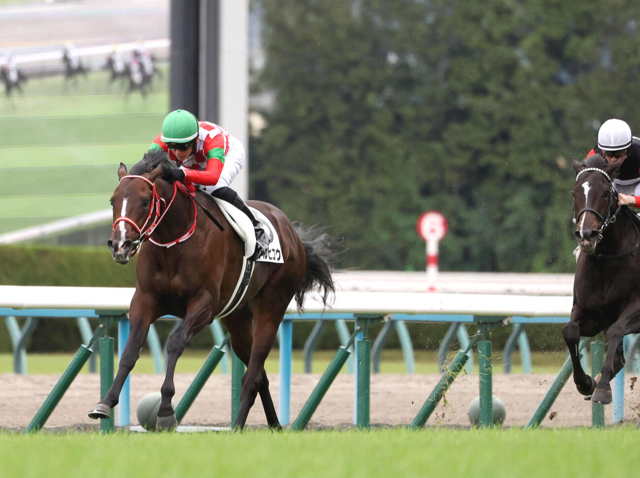 25年10月26日、京都5Rの新馬戦を完勝したテルヒコウ