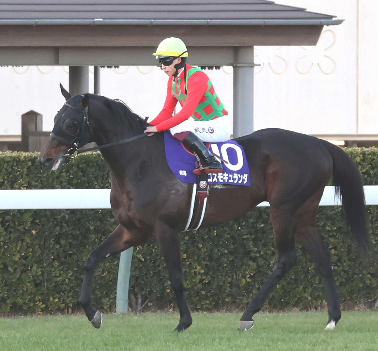 有馬記念2着に入ったコスモキュランダ