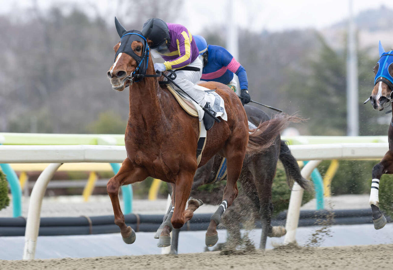 西野師に開業初出走初勝利をプレゼントしたネクストレベル（（C）岩手県競馬組合）