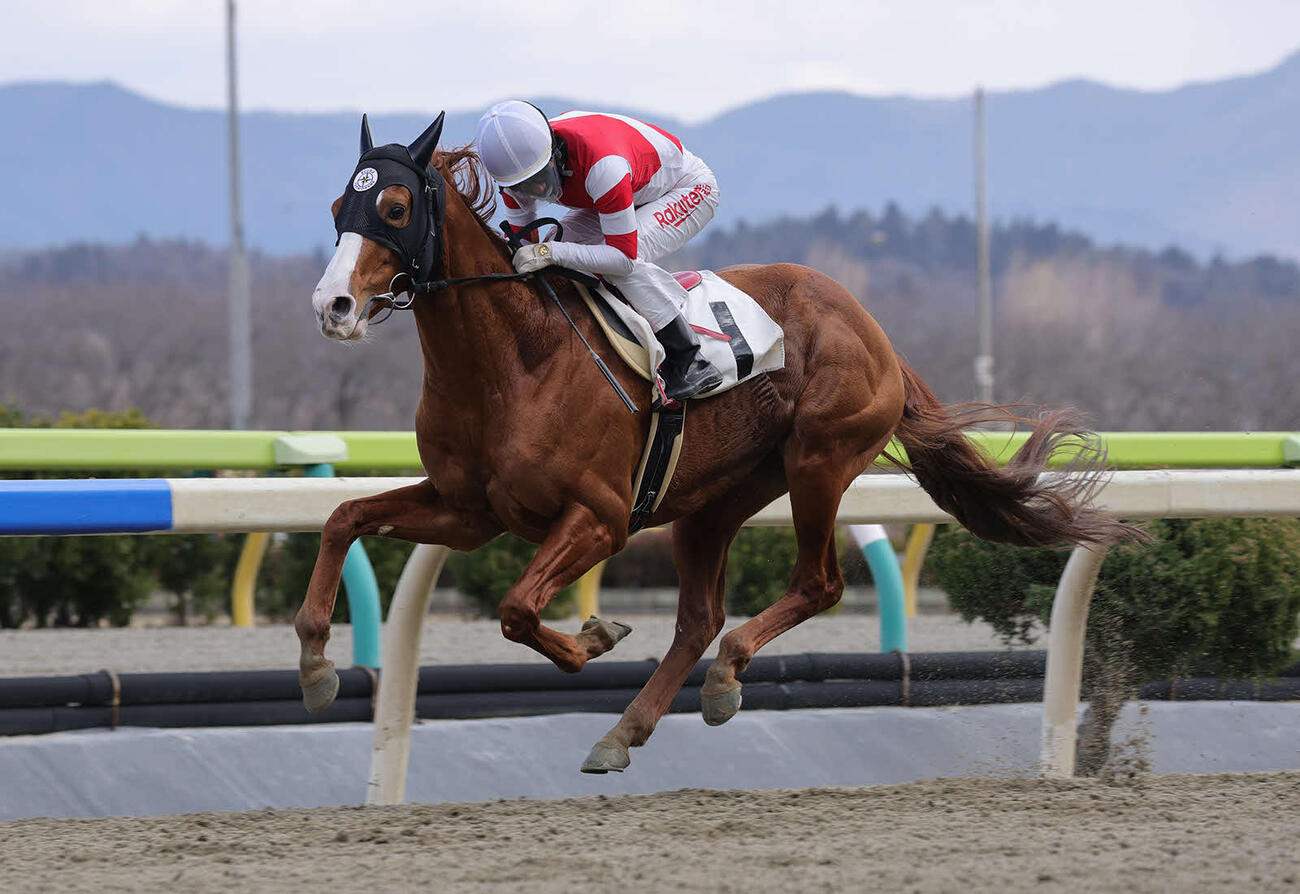 及川裕一調教師の初勝利となったシックザイン（写真提供・岩手県競馬組合）