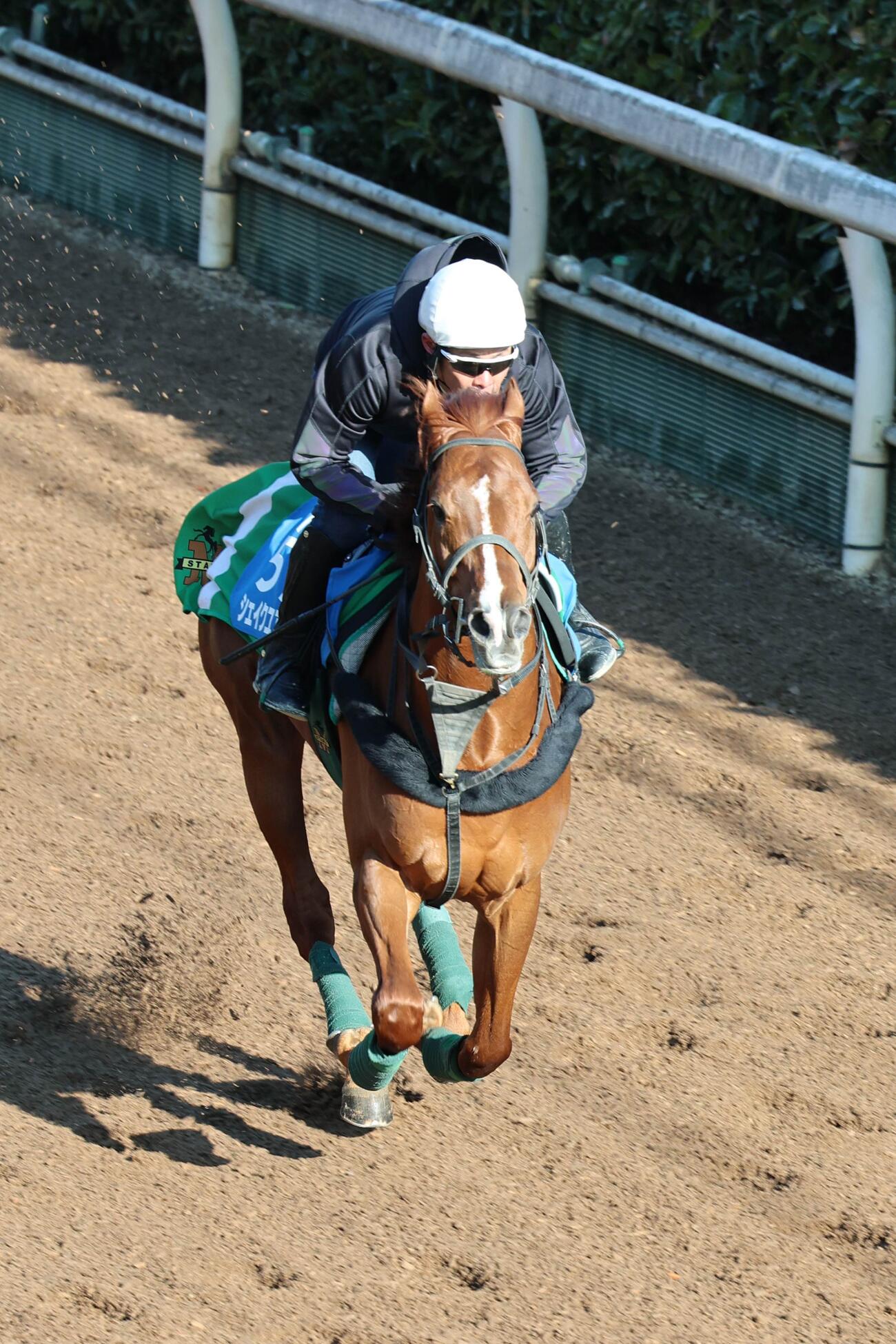 11日、古川吉洋騎手が騎乗し、坂で好時計をマークしたシェイクユアハート