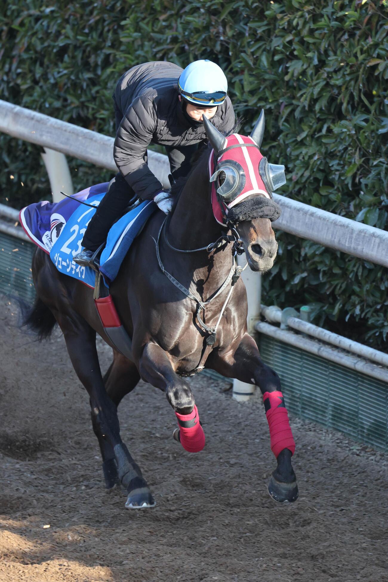 金鯱賞（追い切り）　高倉稜騎手が騎乗し（レースは武豊）、パワフルな動きで坂路を駆け上がるジューンテイク。　※3共（カメラ・高橋　由二）報知写真部　2026年3月11日撮影＝栗東トレーニングセンター