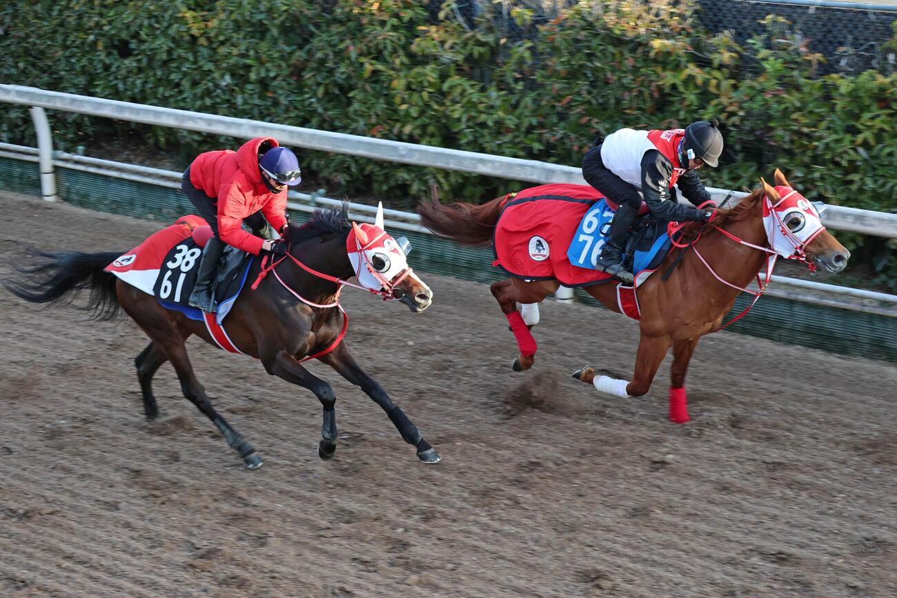 坂井瑠星騎手が騎乗し、坂路で併せ馬に遅れるテルヒコウ（左）