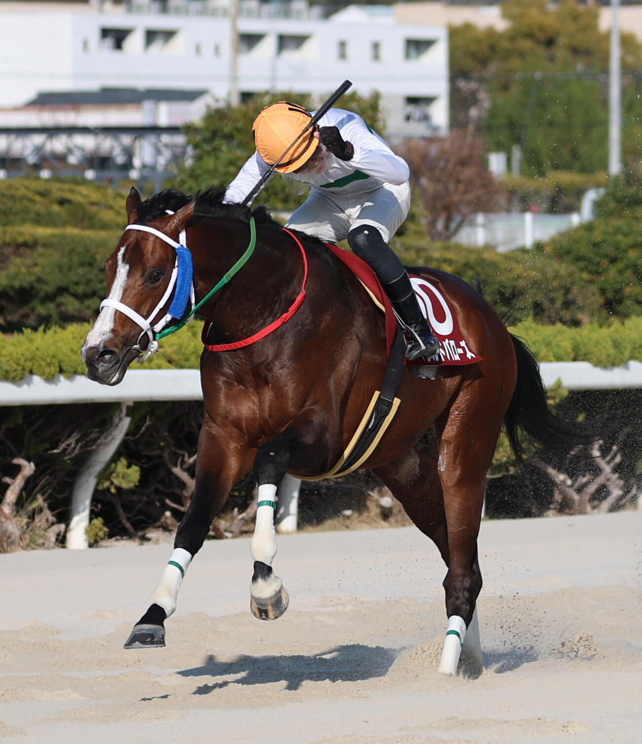 一着でゴールするヘラルドバローズとガッツポーズを決める小谷哲平騎手