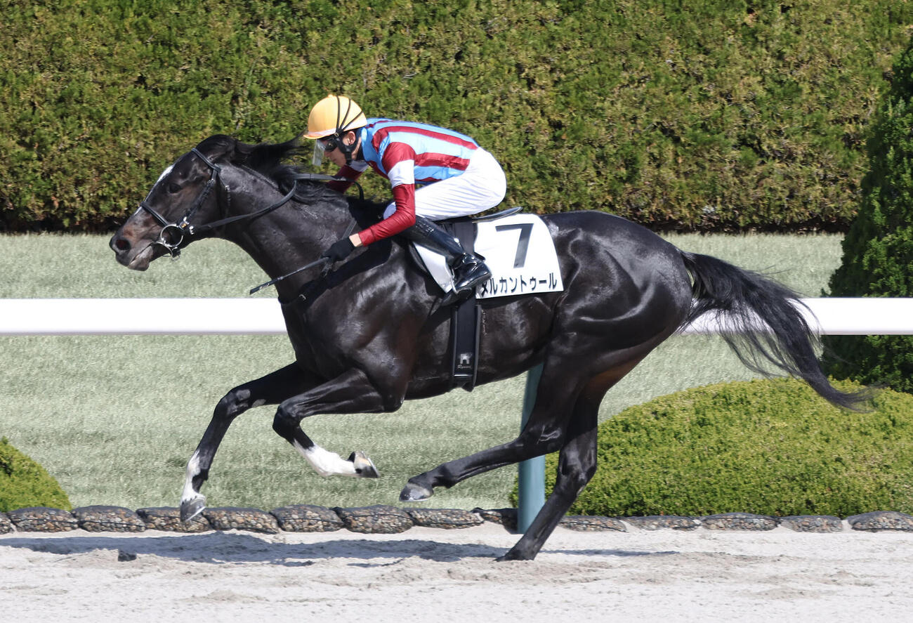 阪神4R、3歳1勝クラスを制したメルカントゥール（2026年3月1日撮影）