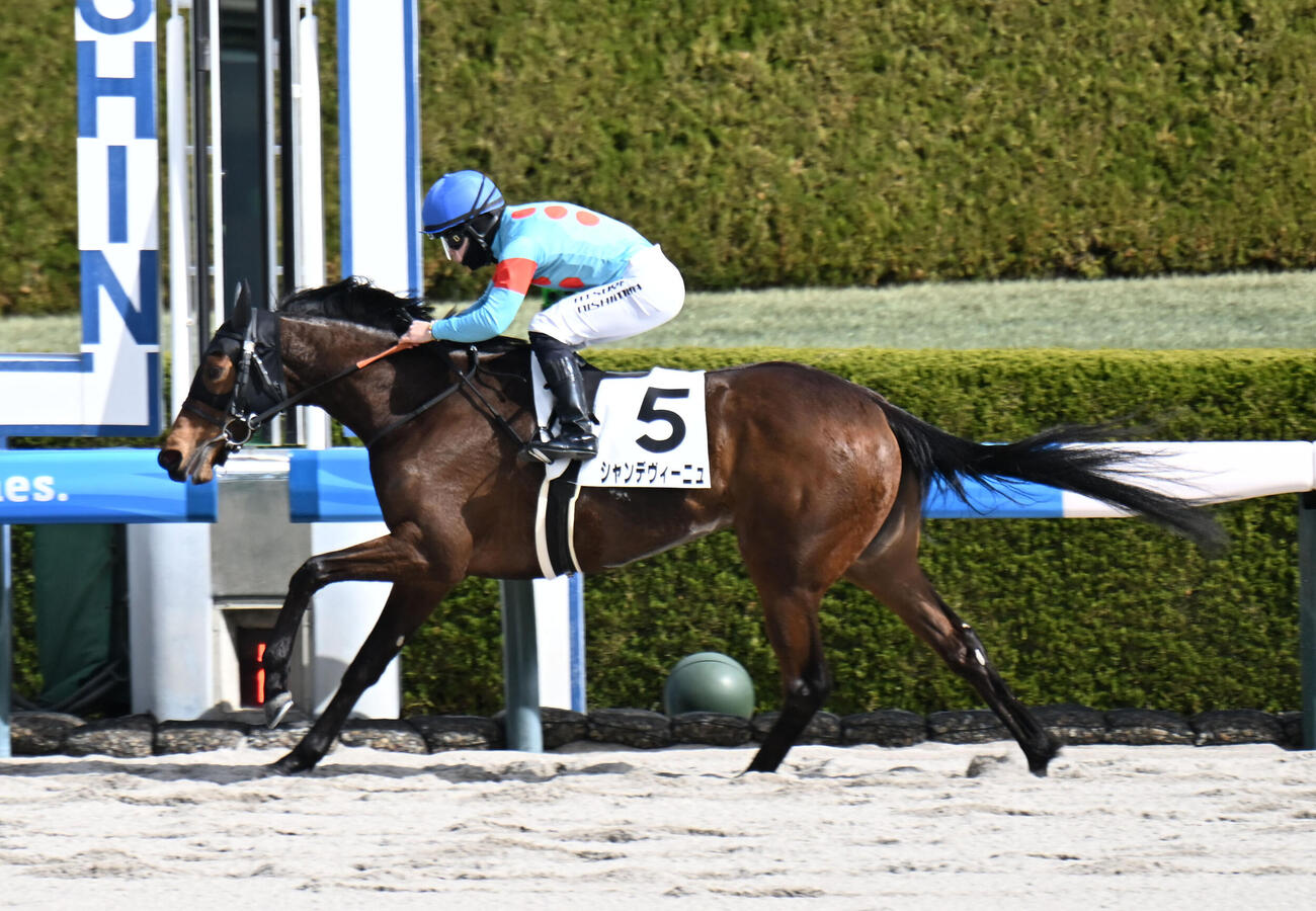 3歳未勝利戦を制したシャンデヴィーニュ（撮影・和賀正仁）