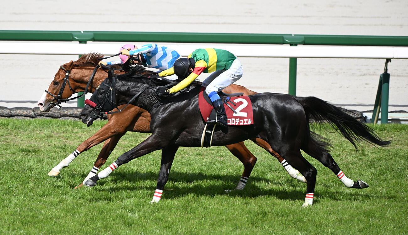 阪神スプリングジャンプを制したディナースタ（奥）と2着のエコロデュエル（撮影・和賀正仁）