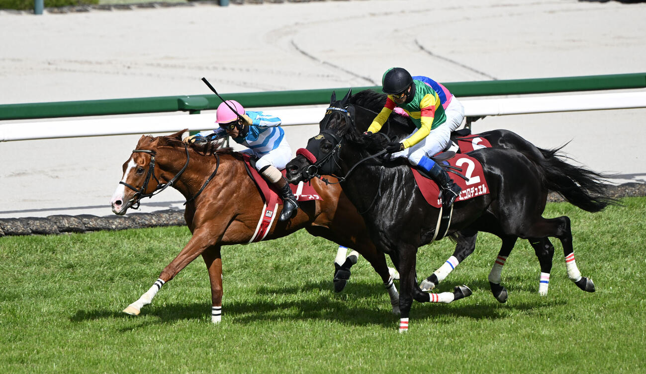 阪神スプリングジャンプを制したディナースタ（左）、2着2番エコロデュエル、3着3番ヘザルフェン