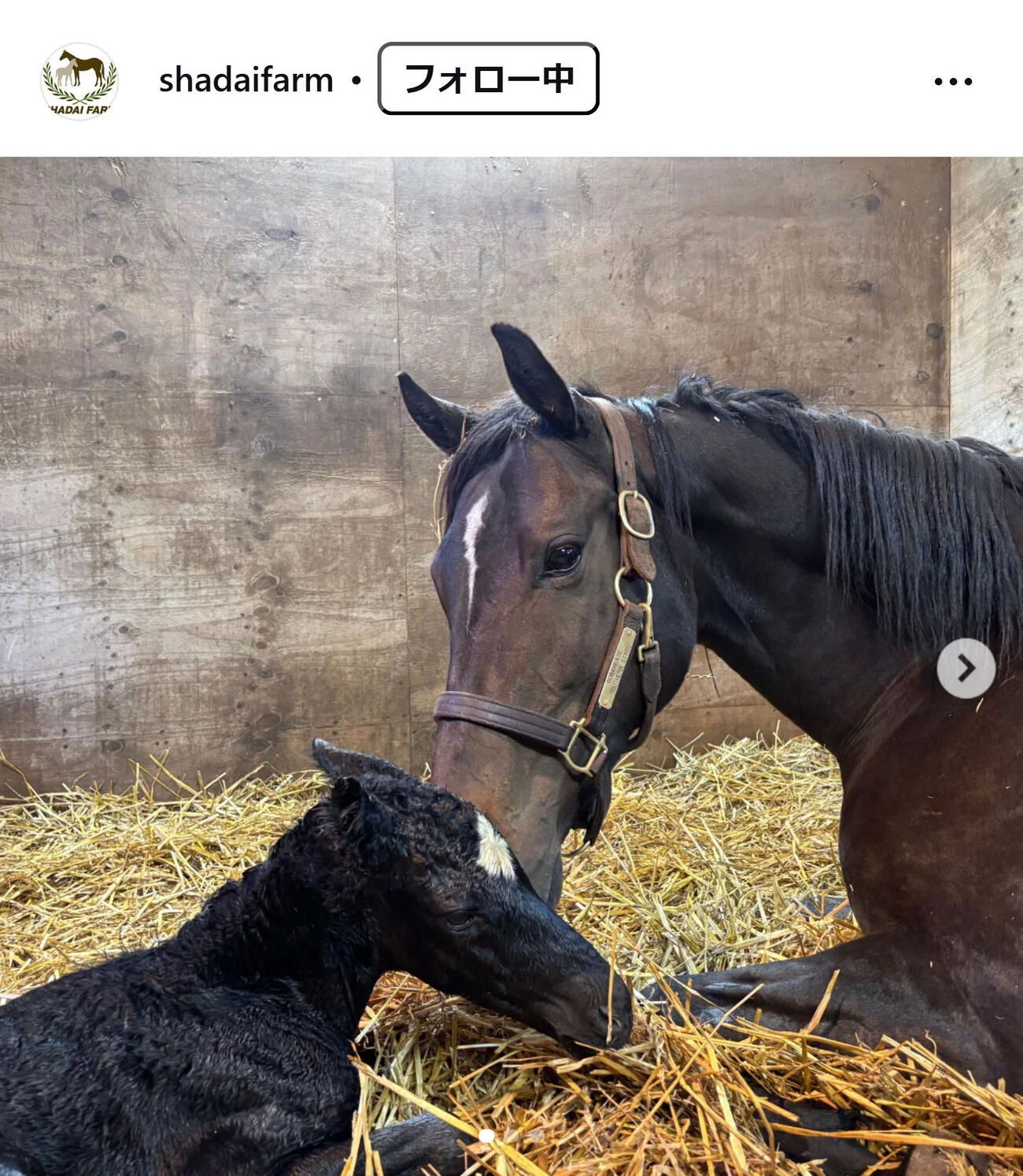 社台ファームのインスタグラムから