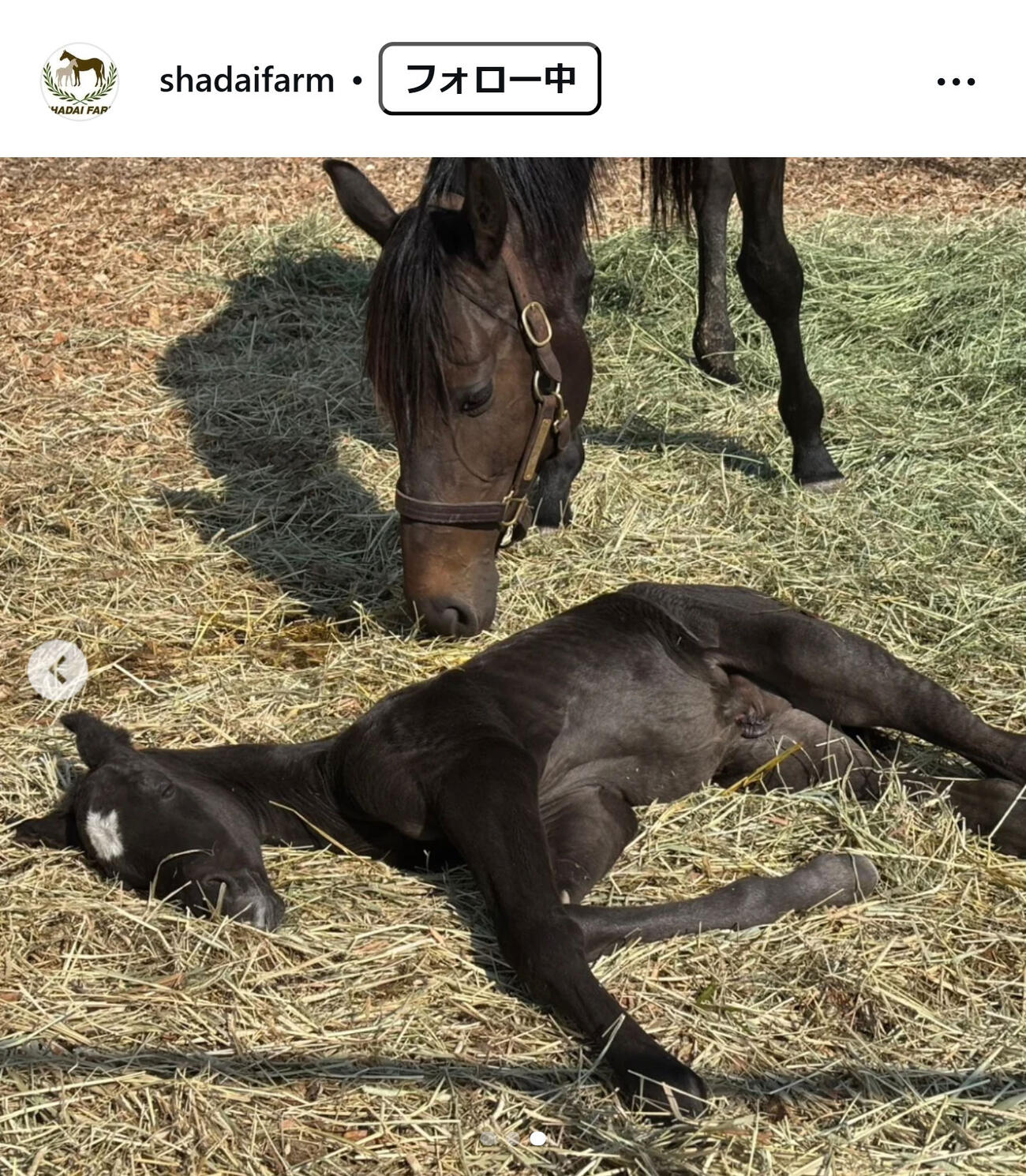 社台ファームのインスタグラムから