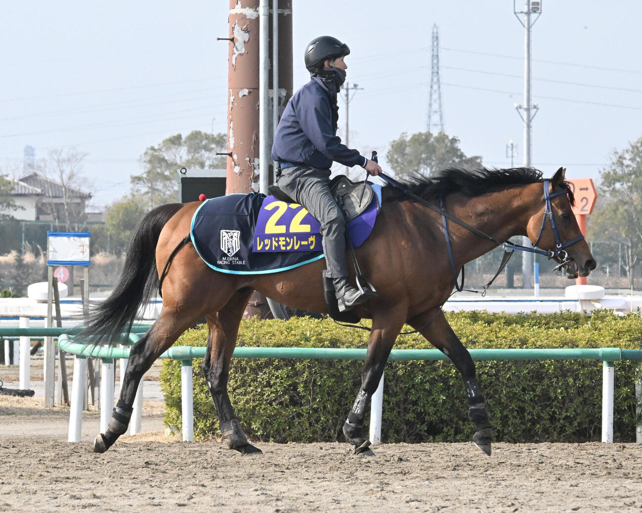 追い切りを終え、馬場を出るレッドモンレーヴ（撮影・千葉一成）