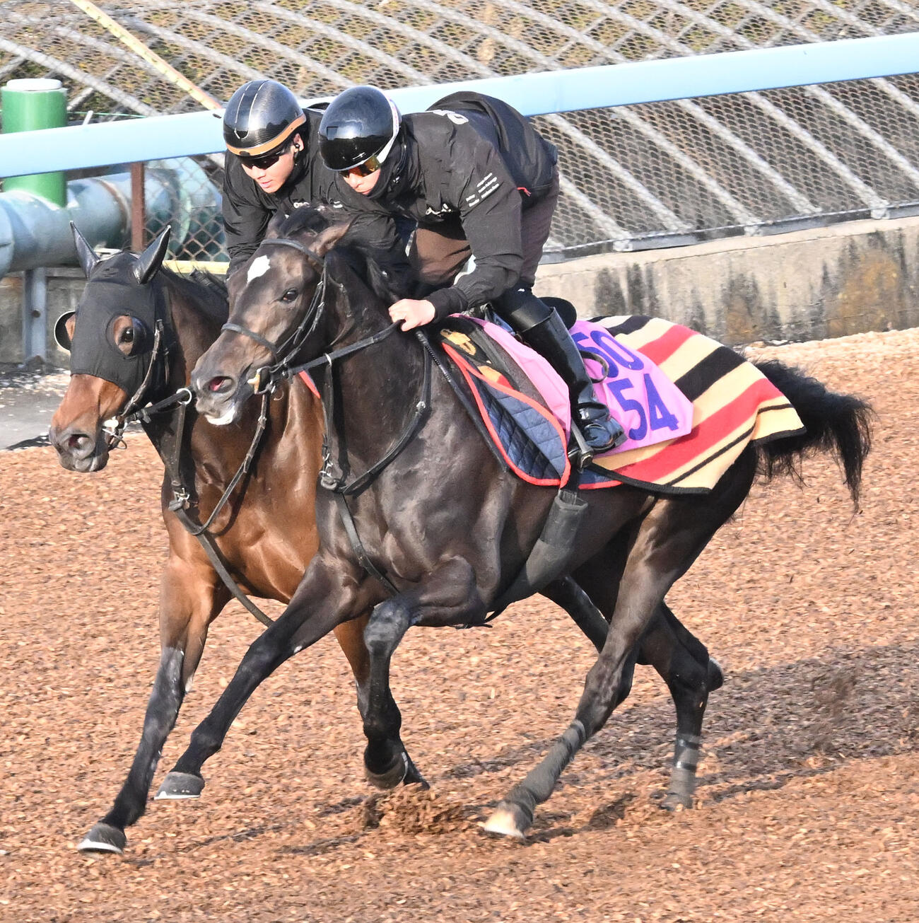 美浦ウッドを3頭併せで追い切るイクシード（手前）（撮影・千葉一成）