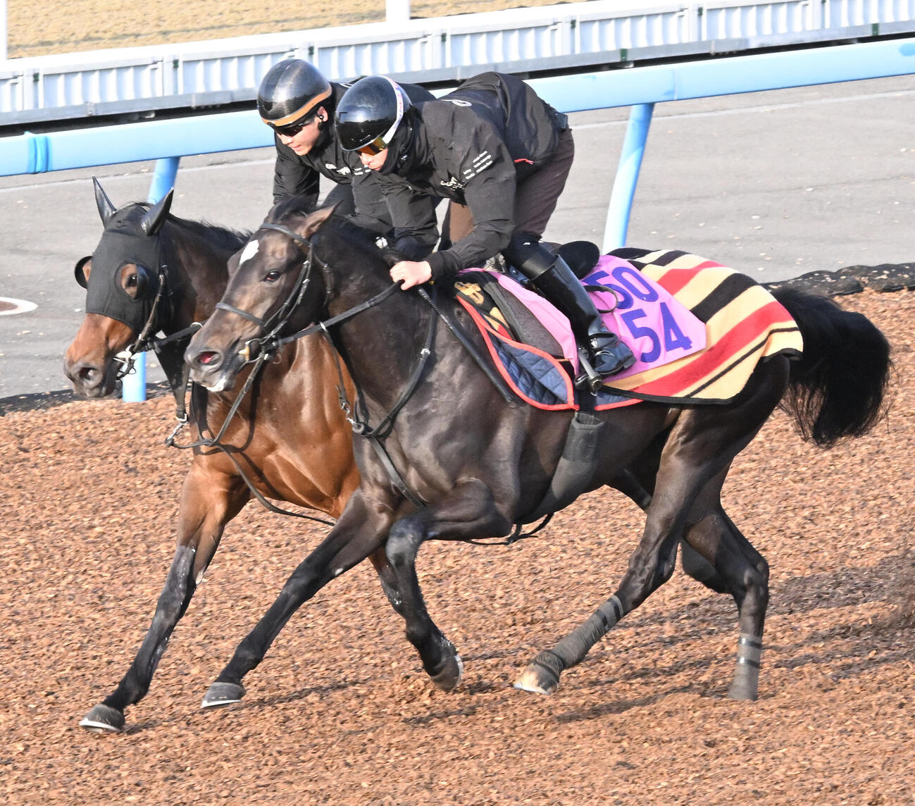 美浦ウッドを3頭併せで追い切るイクシード（手前）（撮影・千葉一成）