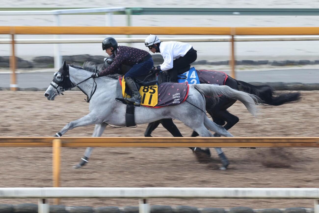 18日、Cウッドコースで併せ馬に先着するアクアヴァーナル（左）