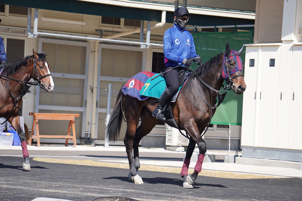 父モーリス、母ケイティーズハートの2歳牡馬（森一厩舎）