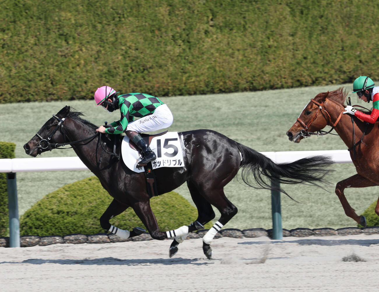 阪神4R、3歳未勝利戦は松山騎手のポッドリプルが直線で抜け出し、人気に応えた（撮影・西尾就之）