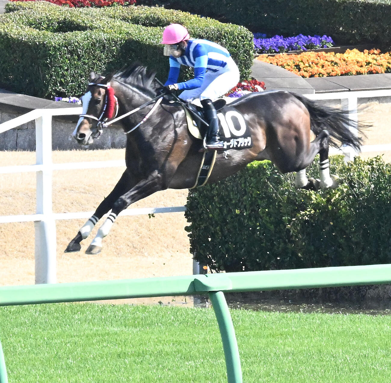 中山8R、ペガサスジャンプSを制したフォージドブリックと大江原騎手（撮影・千葉一成）