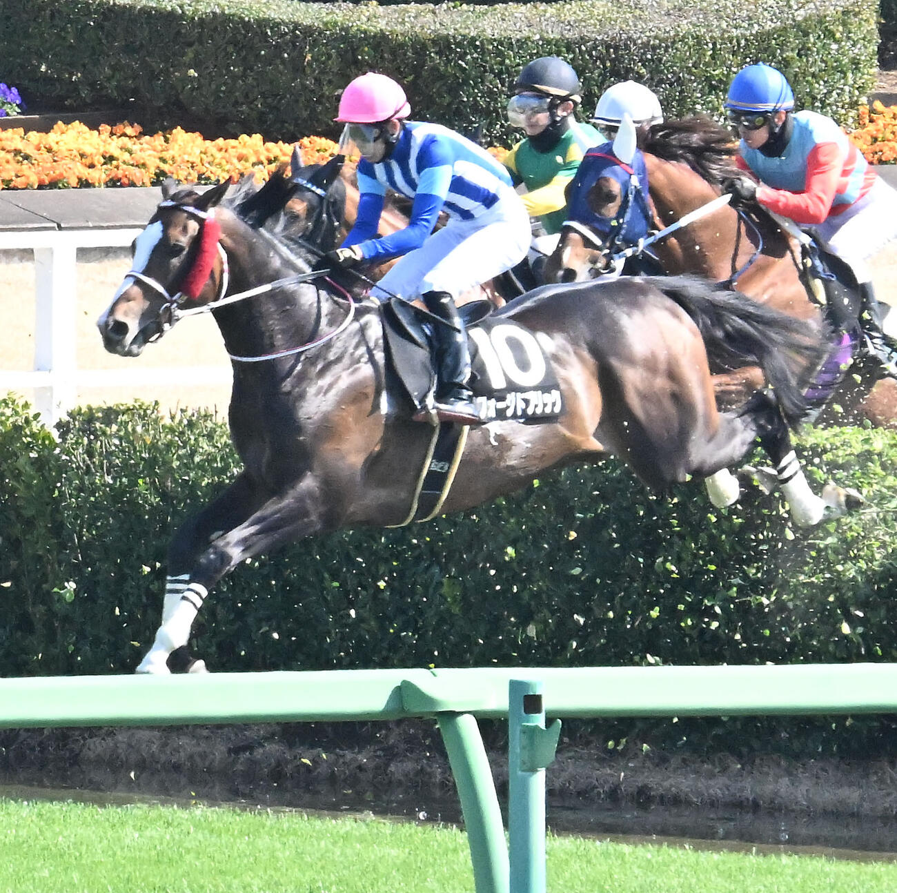 中山8R、ペガサスジャンプSを制したフォージドブリックと大江原騎手（左）（撮影・千葉一成）