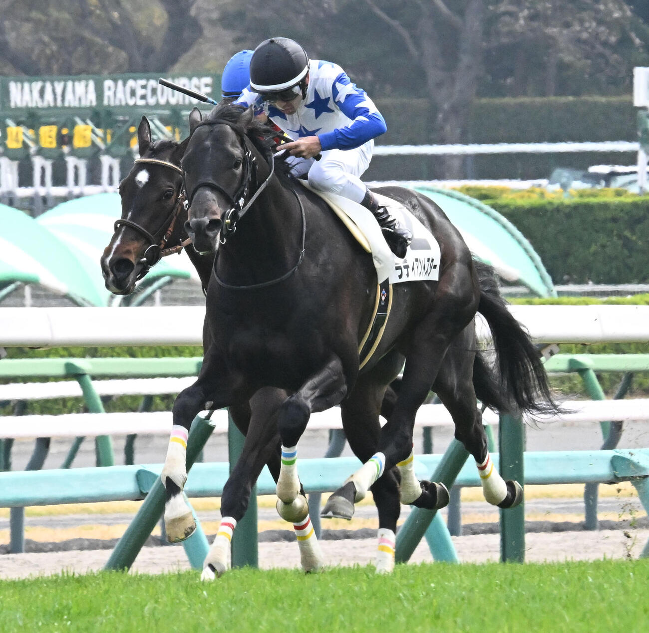 中山7R、3歳1勝クラスを制したラディアントスターと戸崎騎手（手前）（撮影・千葉一成）
